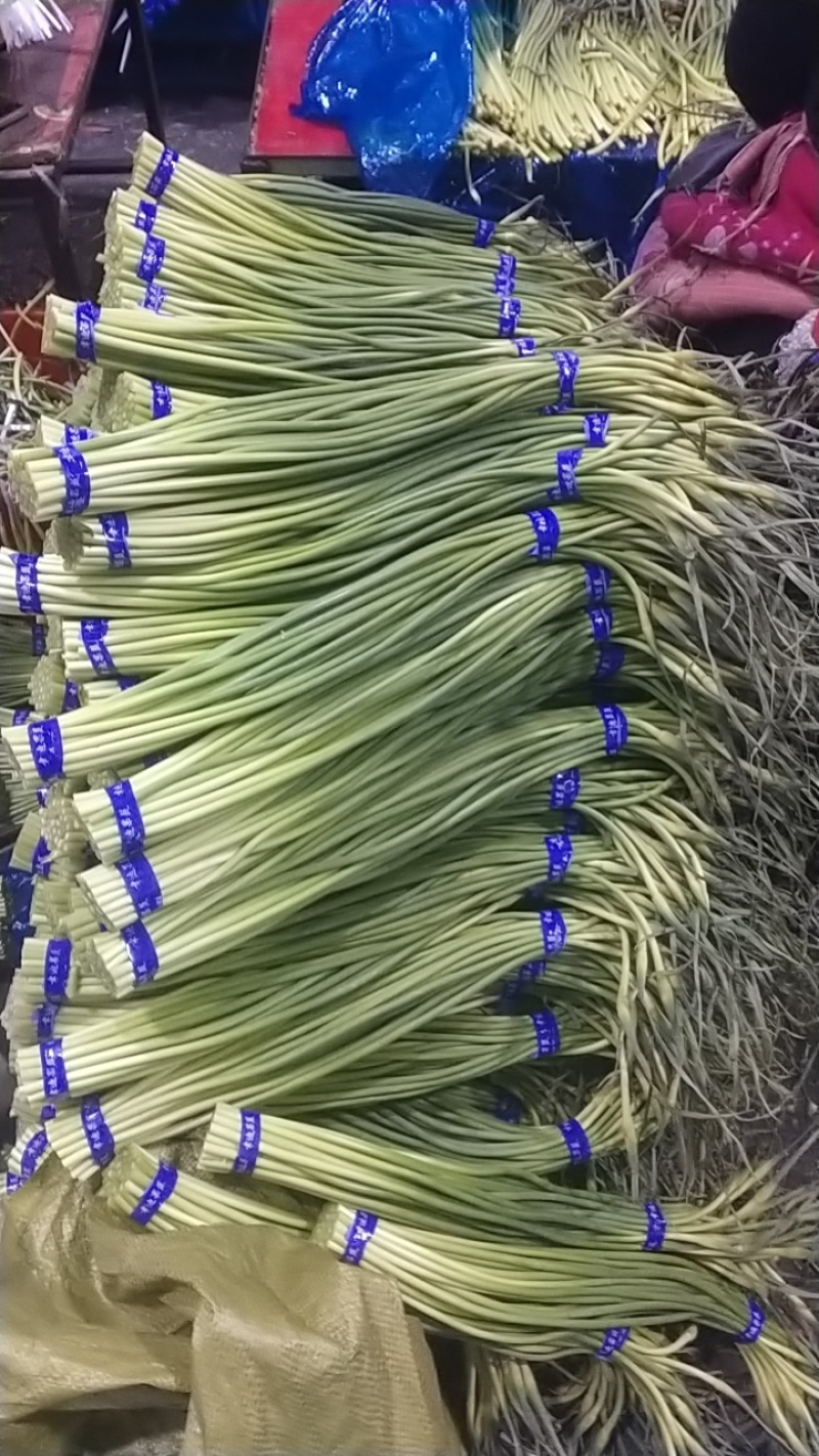 红帽蒜苔库存蒜苔一手货源量大优惠随到随装欢迎联系