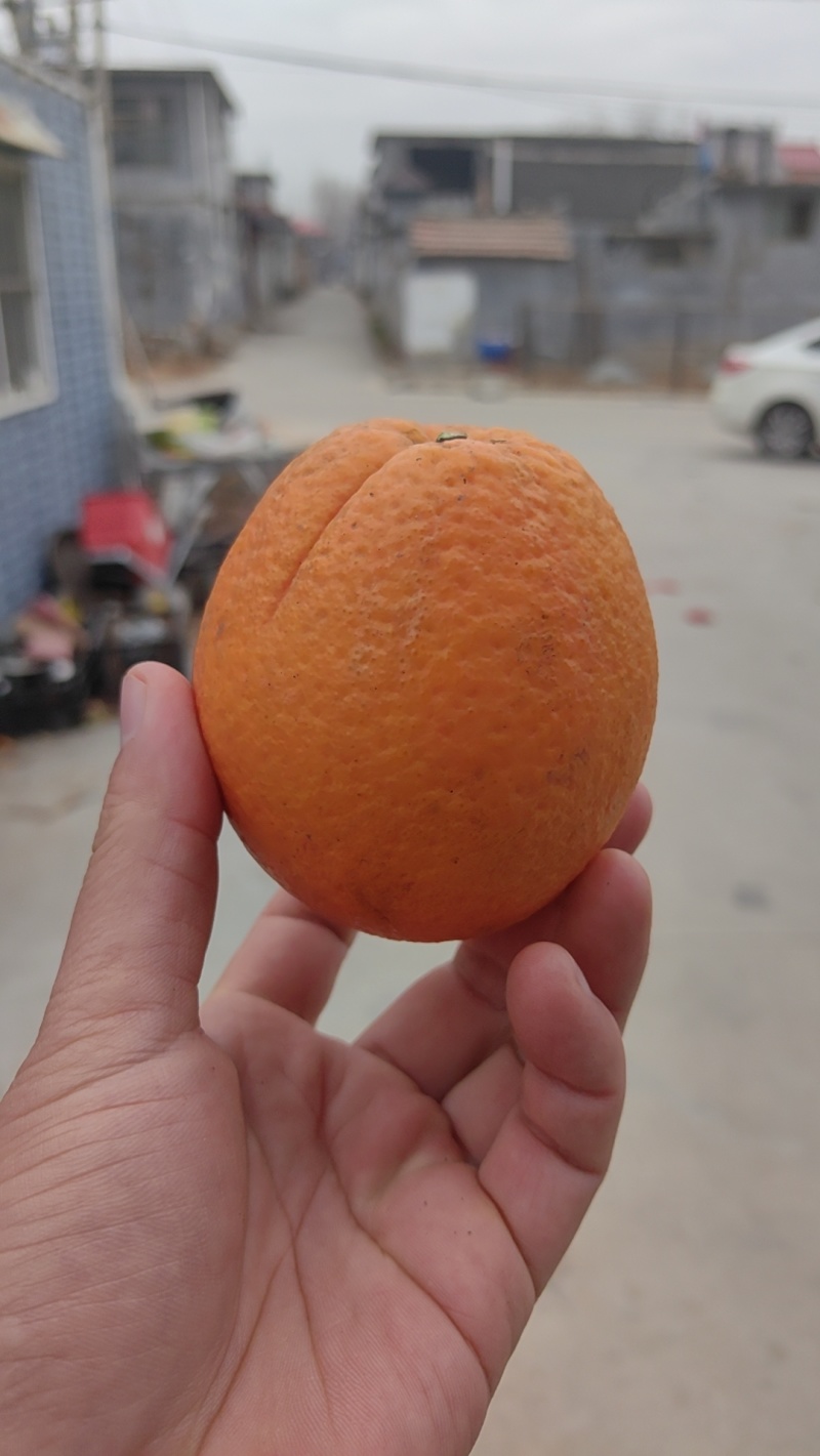 橙子