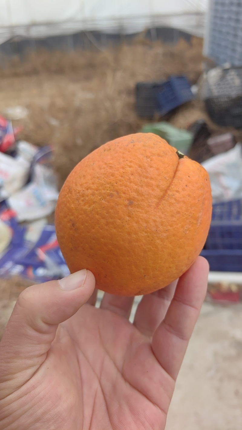 橙子