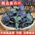 批发紫苏叶紫苏干新鲜紫苏鱼虾去腥泡茶紫苏叶干批发零售