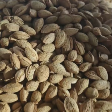 坚果干果巴旦木np大量有货坚果源头工厂直销