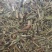 萹蓄草野生中药材扁蓄草扁竹竹节草蚂蚁草猪牙草批发零售