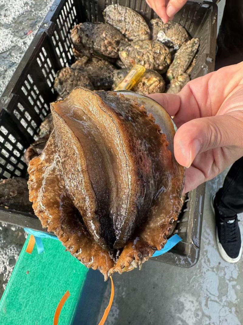 鲜活鲍鱼批发
