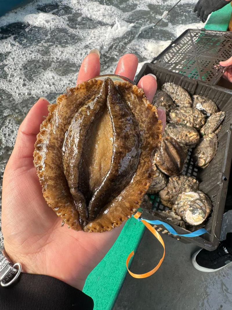 鲜活鲍鱼批发