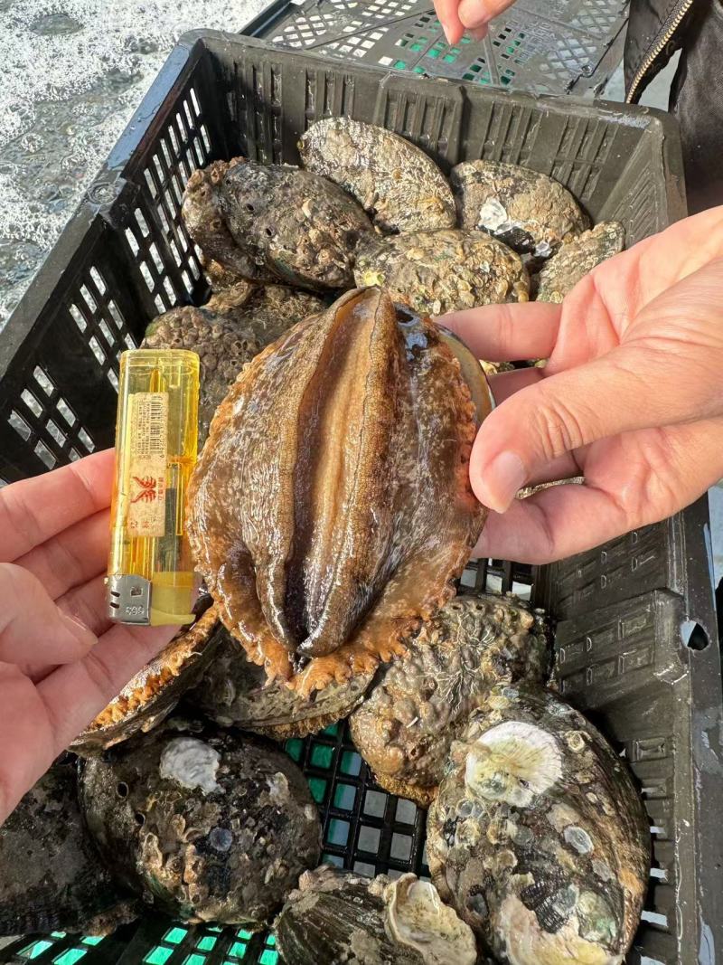 鲜活鲍鱼批发