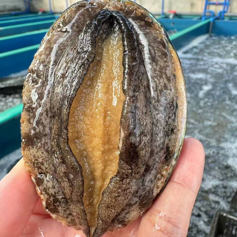 鲜活鲍鱼批发