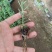 精品迷迭香穴盘苗