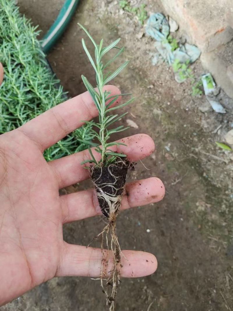 精品迷迭香穴盘苗