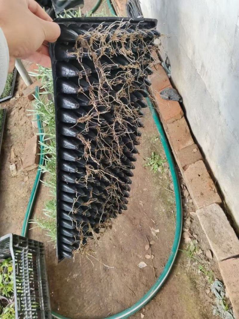 精品迷迭香穴盘苗