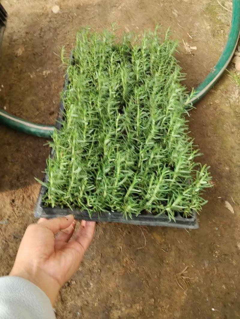 精品迷迭香穴盘苗
