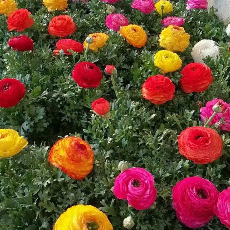 精品芹叶牡丹