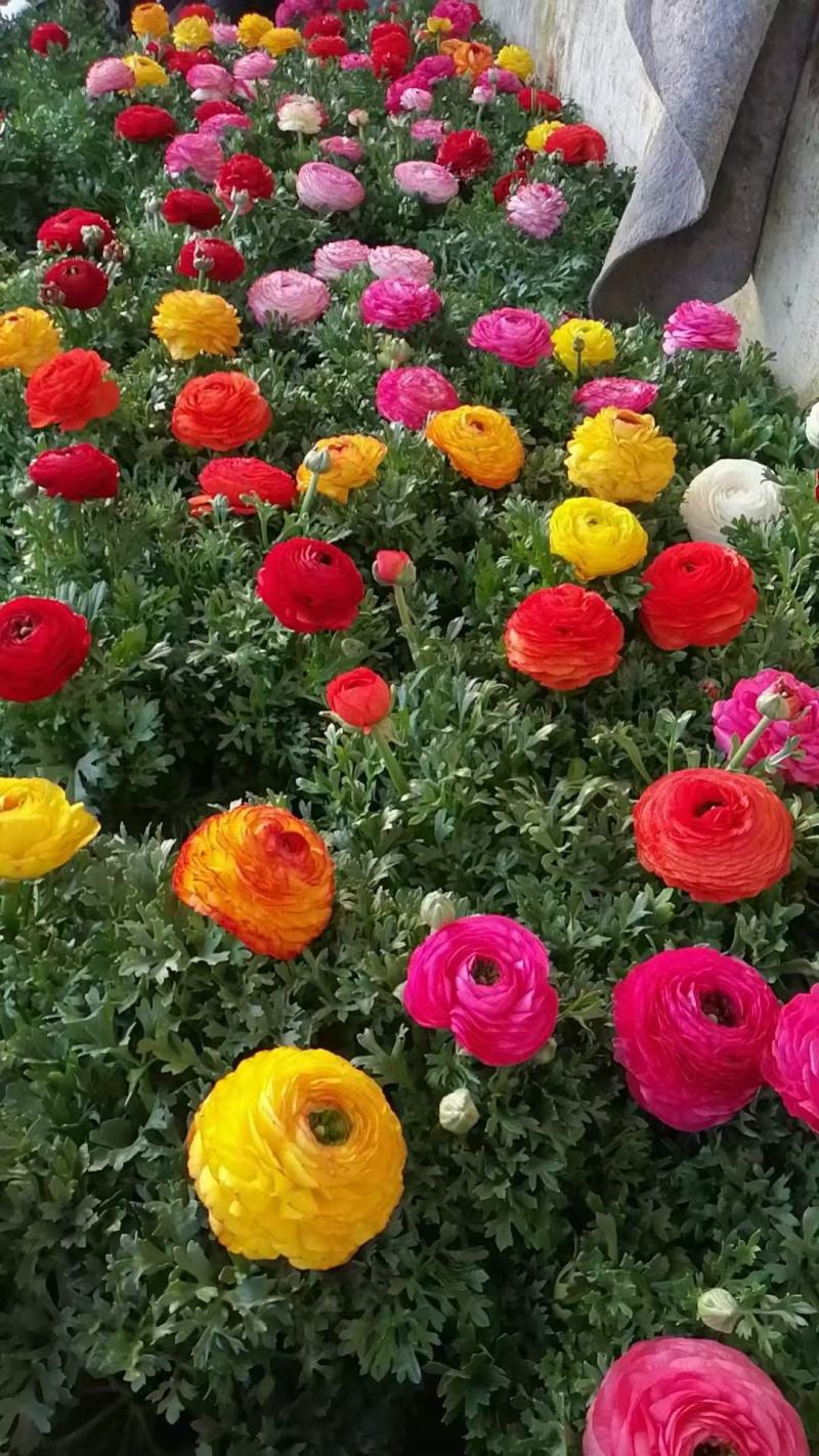 精品芹叶牡丹