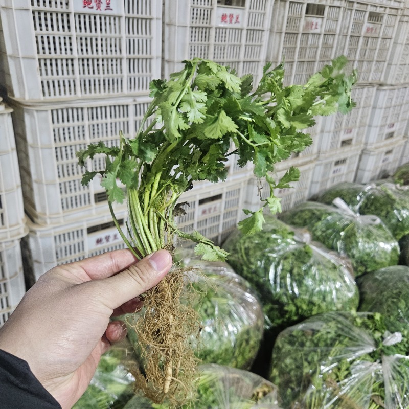山东现挖的香菜，批发一件代发