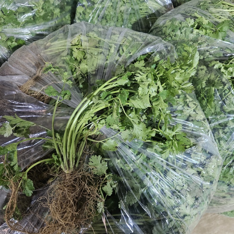 山东现挖的香菜，批发一件代发
