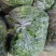 山东现挖的香菜，批发一件代发
