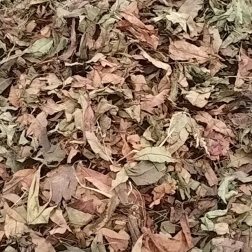沂蒙山区自然晾晒干桃叶，山楂叶