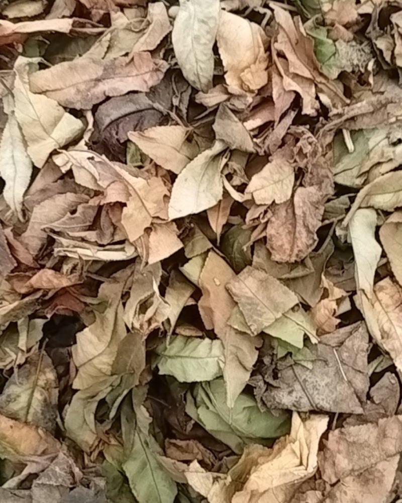 沂蒙山区自然晾晒干桃叶，山楂叶