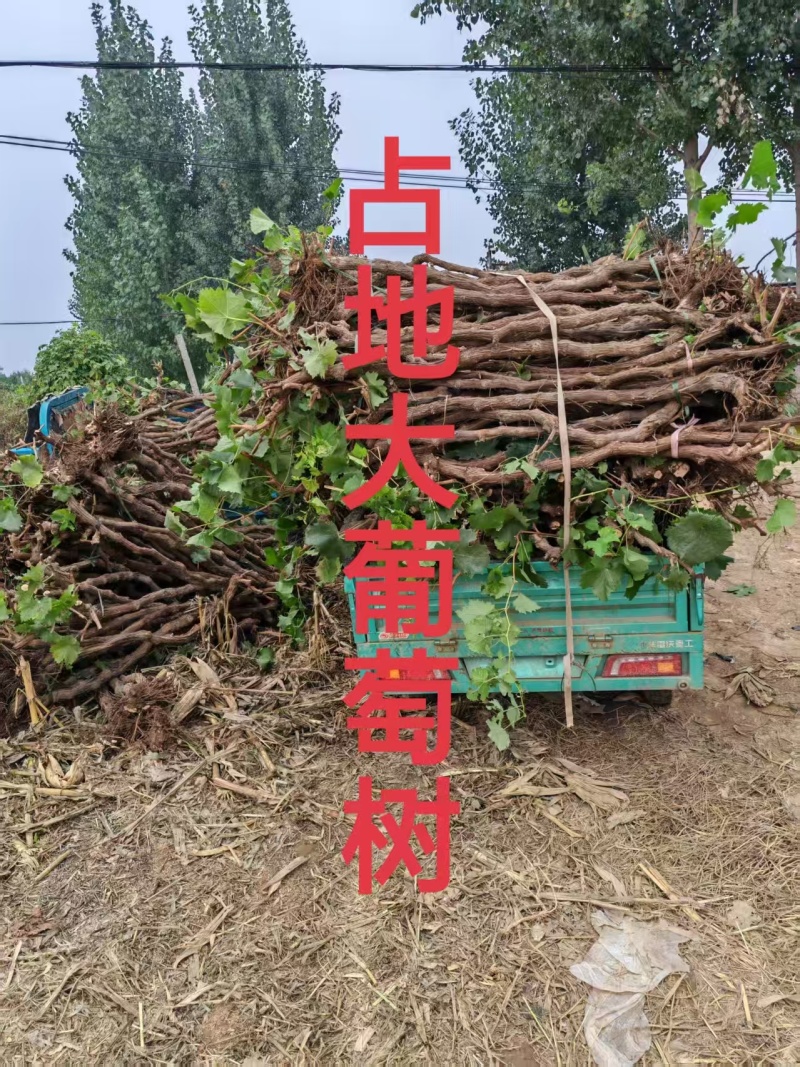 《诚信至上》河北占地葡萄树基地直发提供技术指导包成活率