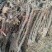 《诚信至上》河北占地葡萄树基地直发提供技术指导包成活率