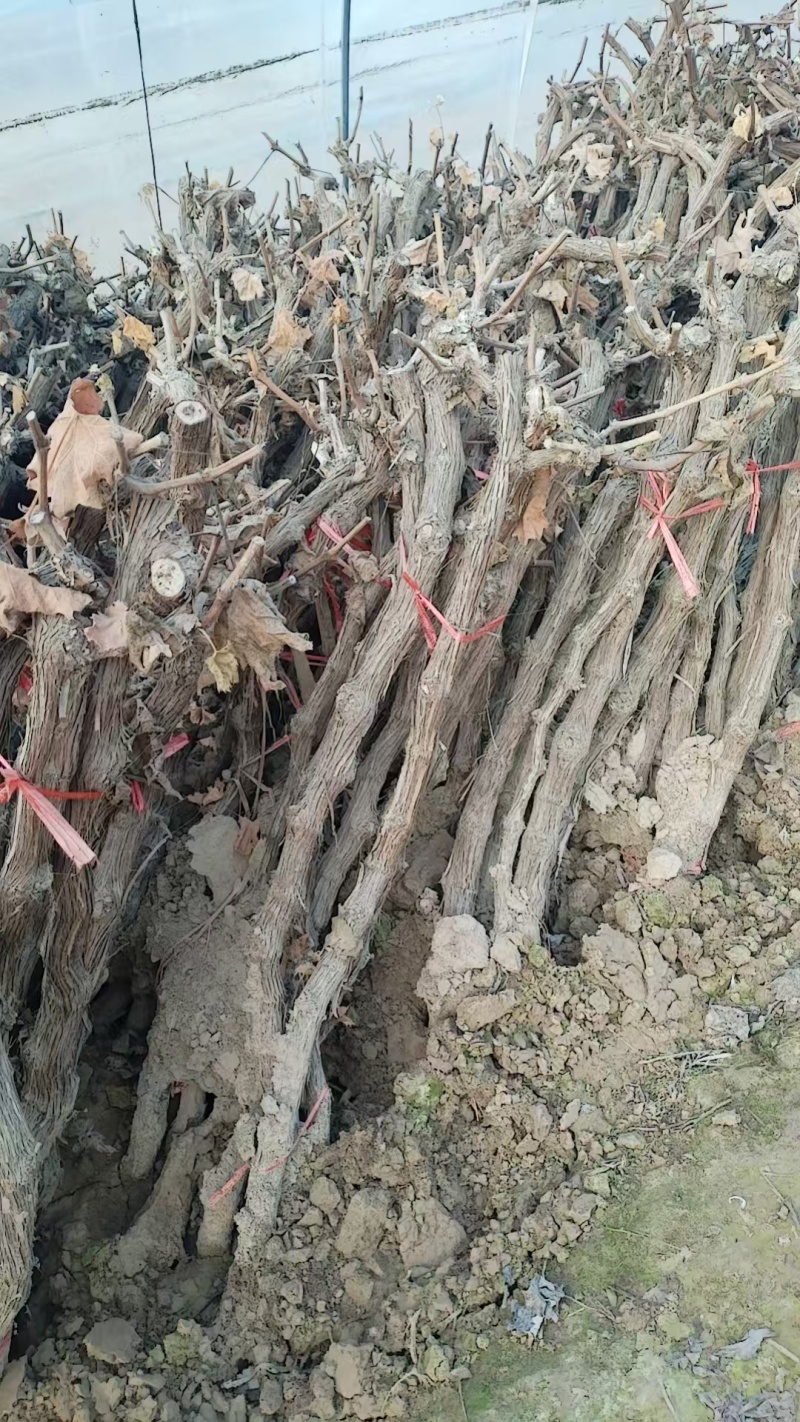 《诚信至上》河北占地葡萄树基地直发提供技术指导包成活率