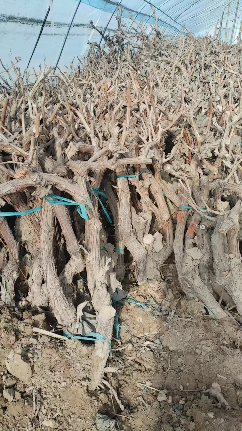 《诚信至上》河北占地葡萄树基地直发提供技术指导包成活率
