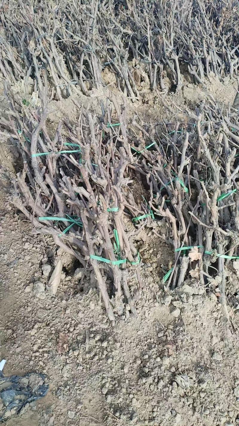 《诚信至上》河北占地葡萄树基地直发提供技术指导包成活率