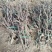 《诚信至上》河北占地葡萄树基地直发提供技术指导包成活率