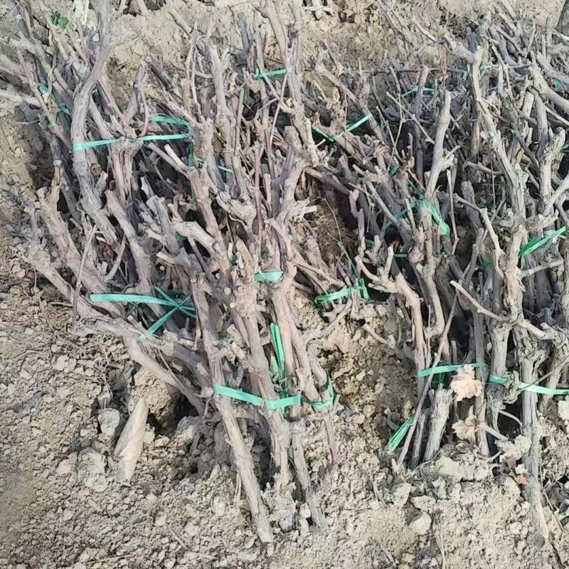 《诚信至上》河北占地葡萄树基地直发提供技术指导包成活率