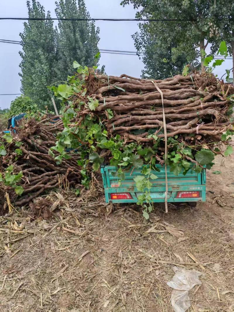 《热卖》河北精品占地葡萄树基地直发对接全国提供技术指导