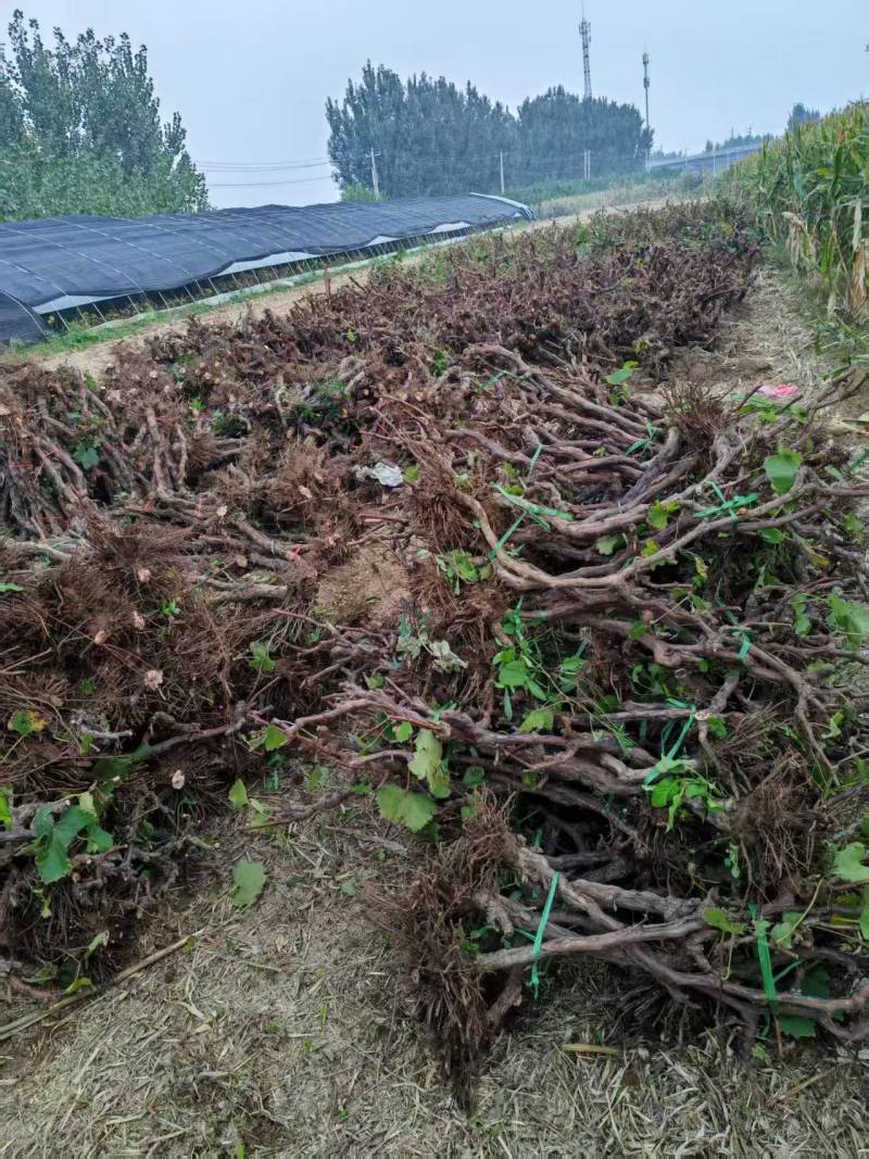 《热卖》河北精品占地葡萄树基地直发对接全国提供技术指导