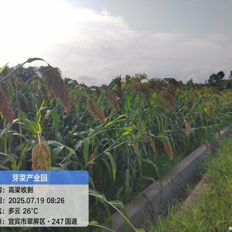 收购四川糯高粱