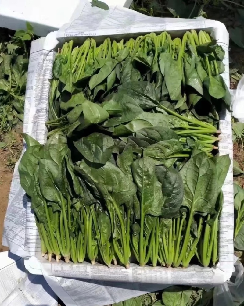 河北邯郸大叶菠菜各种叶菜现割现发肉质肥厚大量走货