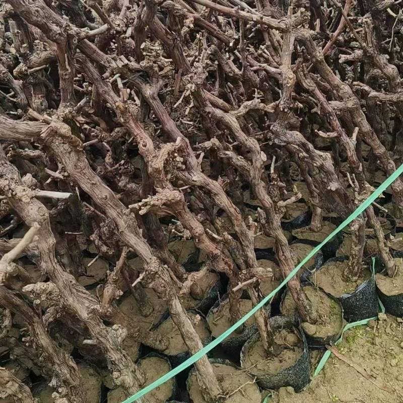 《盆栽葡萄树》河北基地直发带土带杯保质保量量大从优