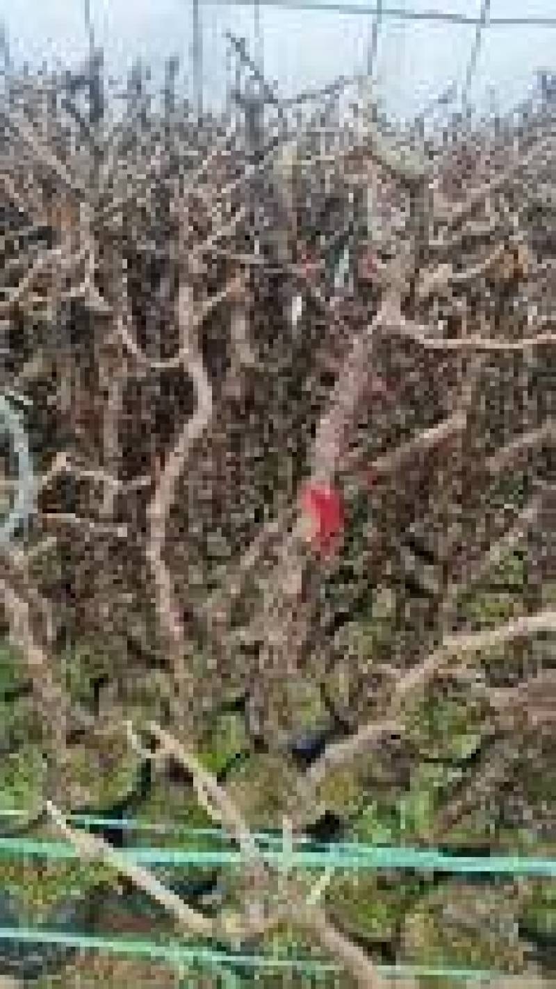 《盆栽葡萄树》河北基地直发带土带杯保质保量量大从优