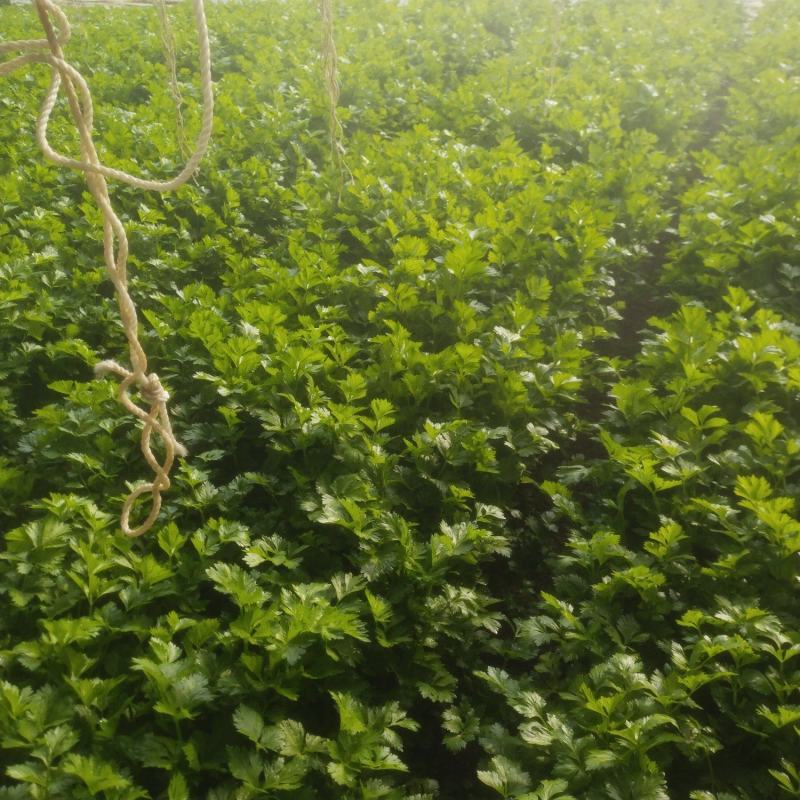 芹菜嘎嘎漂亮。