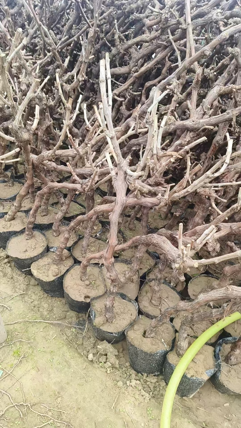 《盆栽葡萄树》河北基地直发带土带杯保质保量量大从优