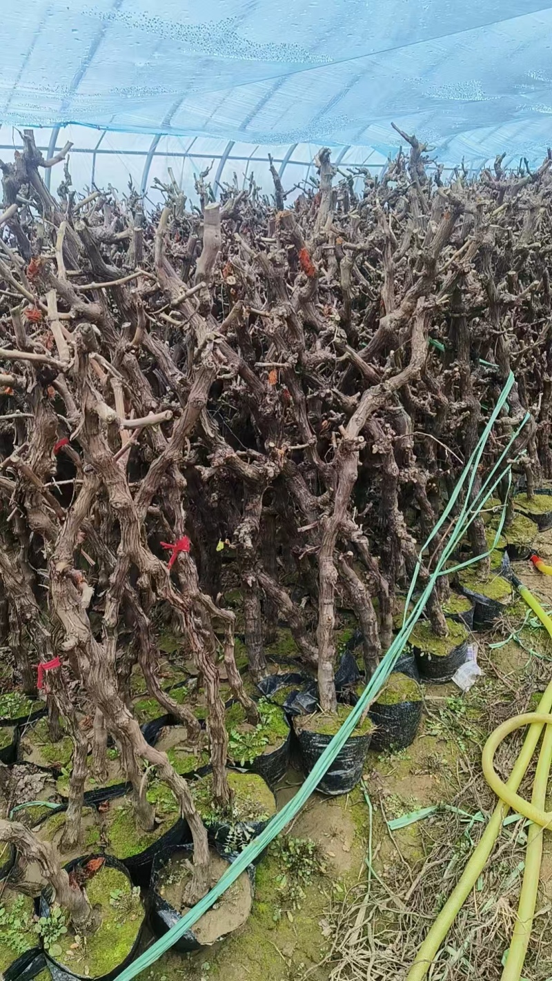 《盆栽葡萄树》河北基地直发带土带杯保质保量量大从优