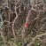 《盆栽葡萄树》河北基地直发带土带杯保质保量量大从优