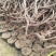 《盆栽葡萄树》河北基地直发带土带杯保质保量量大从优