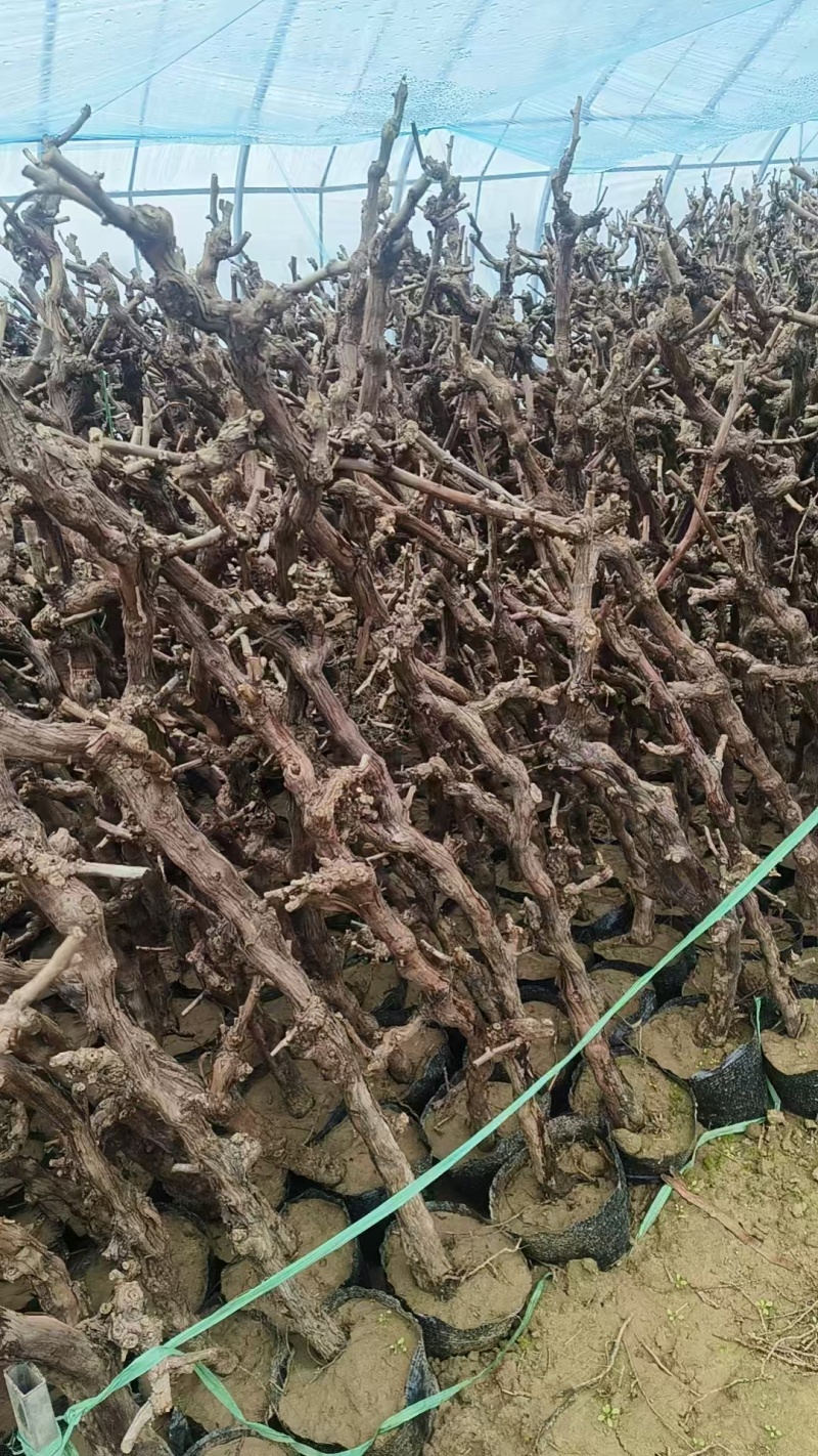 《盆栽葡萄树》河北基地直发带土带杯保质保量量大从优