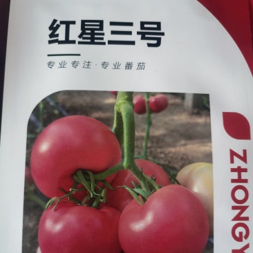硬粉西红柿种子