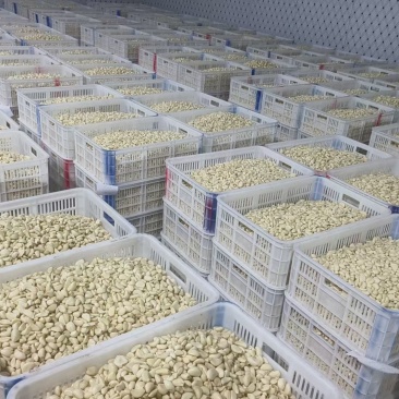 精品蒜米，市场蒜米，工厂蒜米，腊八蒜米，速冻蒜米