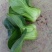 黄心乌塌菜菊花菜