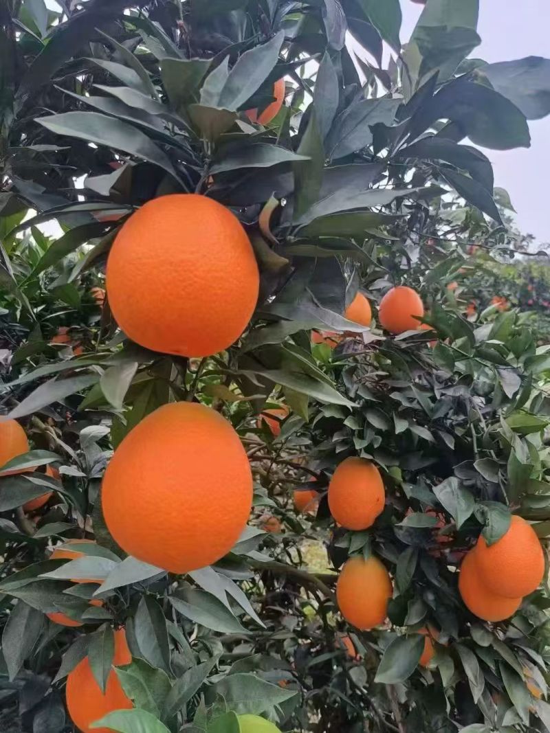 纽荷尔