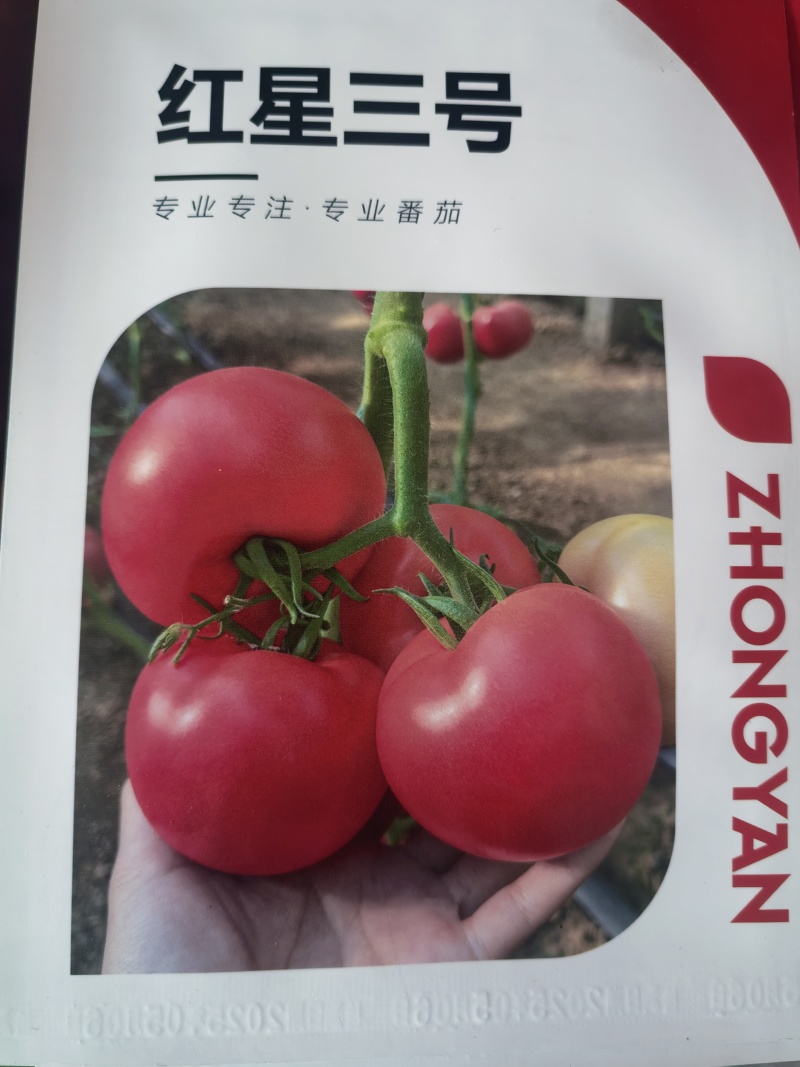 硬粉西红柿种子