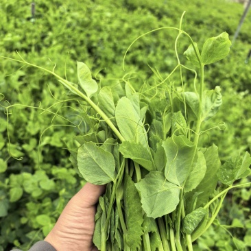 新鲜蔬菜豌豆尖，地头直发