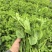 新鲜蔬菜豌豆尖，地头直发