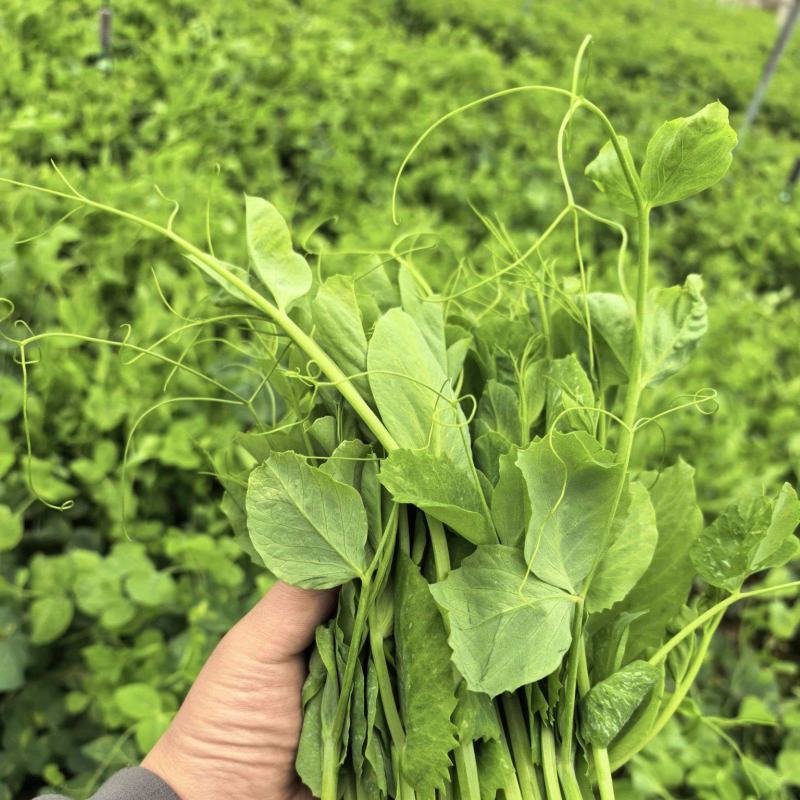 新鲜蔬菜豌豆尖，地头直发