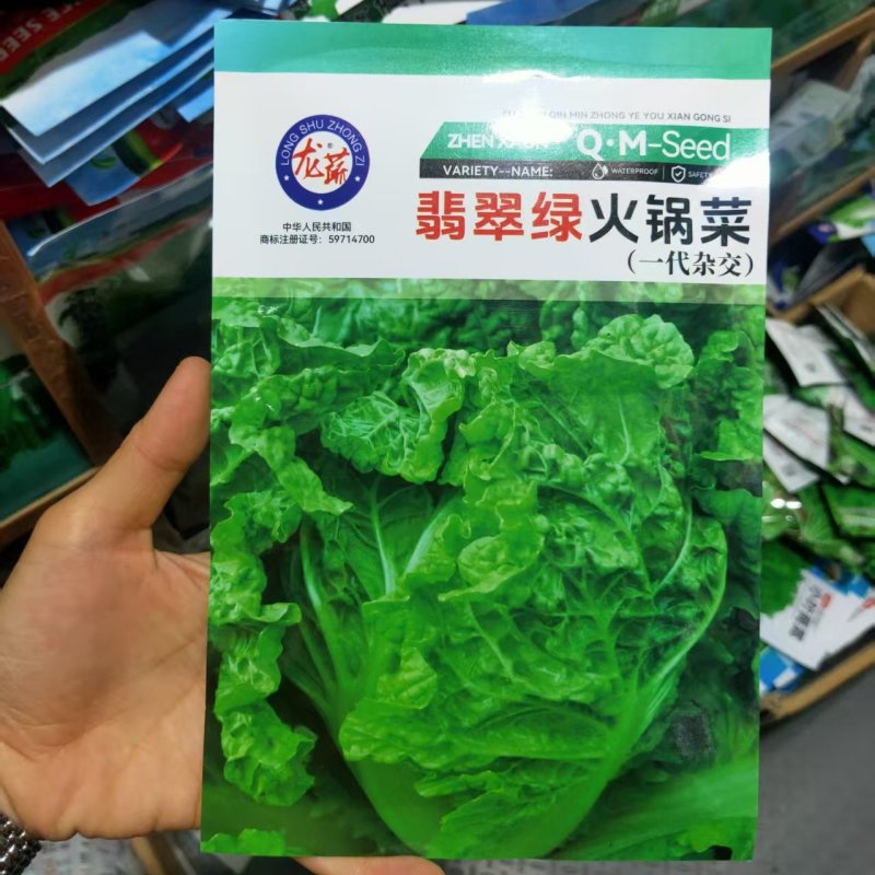 麻叶火锅菜种子生育期60天左右叶面较皱单球约2公斤左右