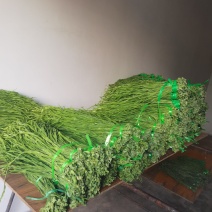 精品贡菜干